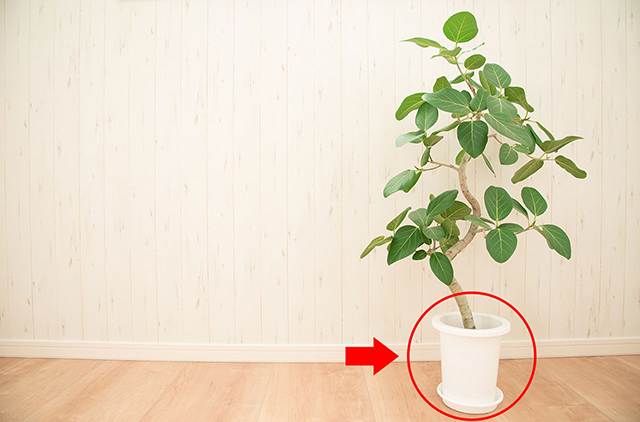 観葉植物の選び方 サイズ編 観葉植物レンタル リースはグリーンレンタルの Botaness